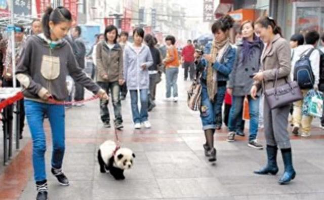 女子街头带大熊猫遛弯，引起路人围观，民警赶来后却哭笑不得！