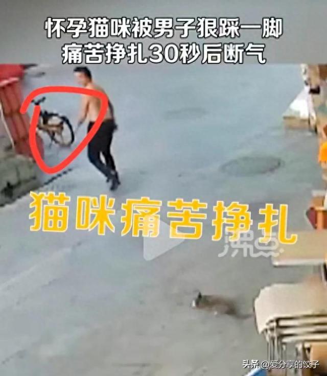 人面兽心！番禺一男子踩死怀孕小猫，主人已经报警处理