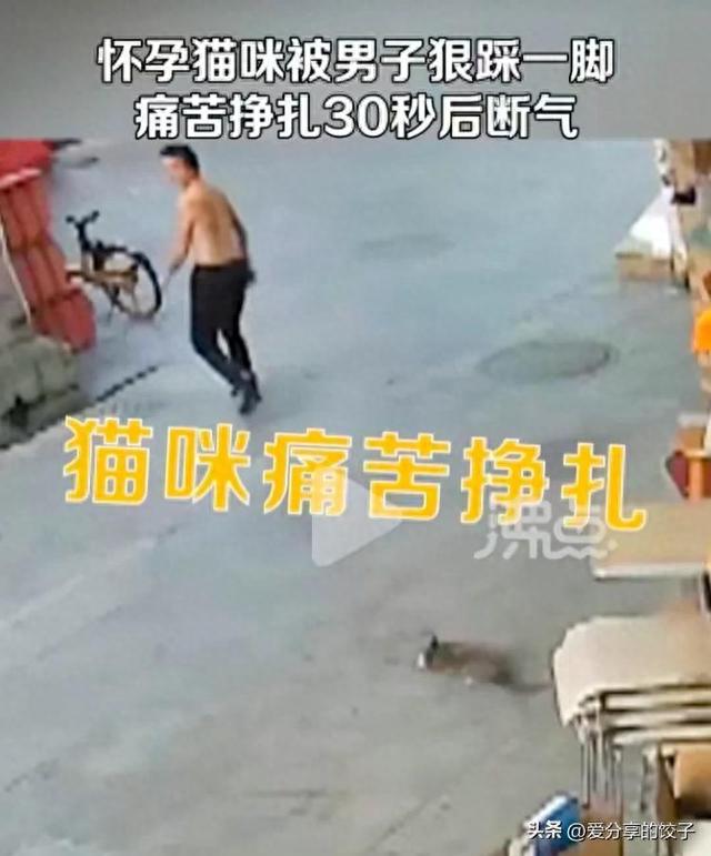 人面兽心！番禺一男子踩死怀孕小猫，主人已经报警处理