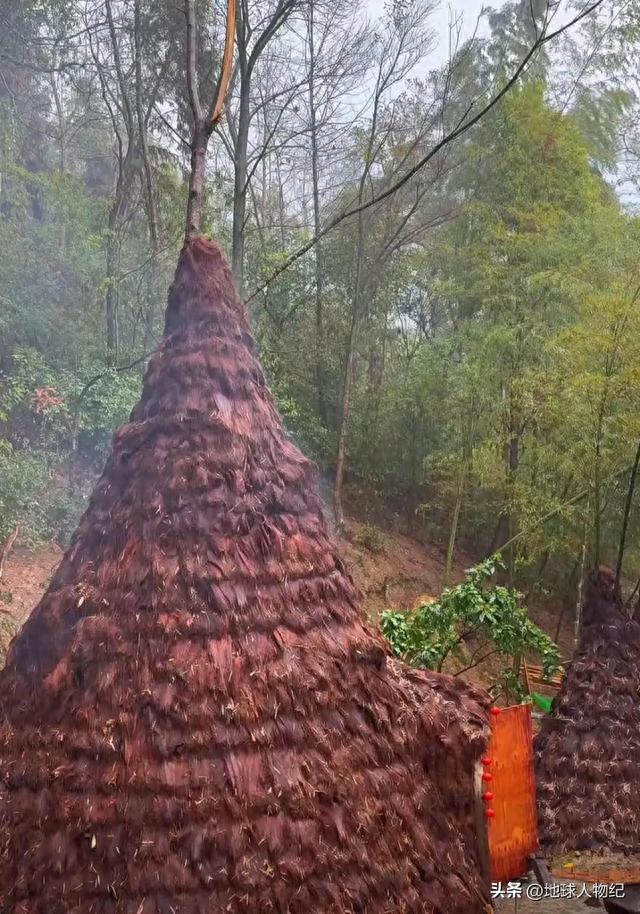 90后湖南美女在深山中穿蓑衣住蓑衣屋走红，赤脚爬山采蜂蜜真雷人