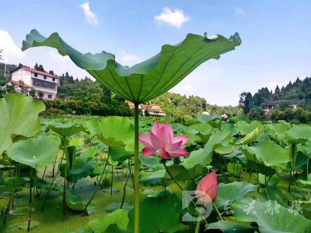 好消息！东兴区按下发展快进键，打造五区建设，激活文旅消费，引领文旅拓展