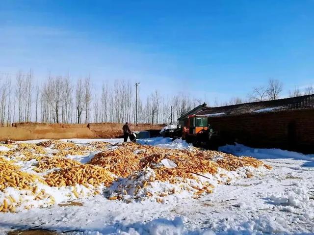 吉林省局部大暴雪或打破历史极值，强降雪下到“发紫”