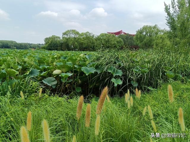 北京东郊的大运河森林公园，观光、休闲、骑车、遛娃首选地