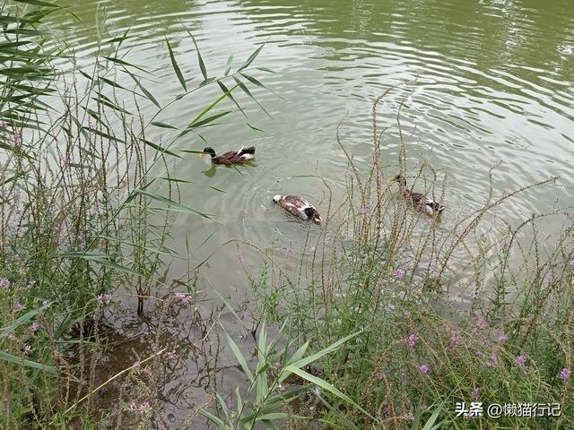 北京东郊的大运河森林公园，观光、休闲、骑车、遛娃首选地