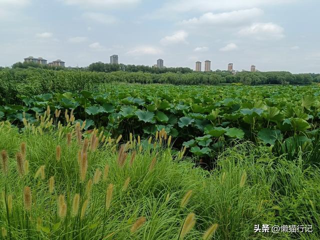 北京东郊的大运河森林公园，观光、休闲、骑车、遛娃首选地