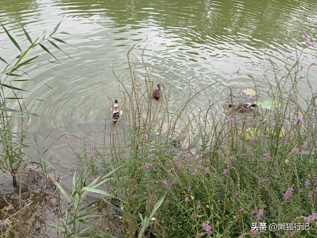 北京东郊的大运河森林公园，观光、休闲、骑车、遛娃首选地