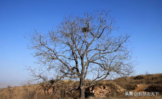 看水、看花、赏野马徒步穿越路线之“朱庄水库——滹沱村”