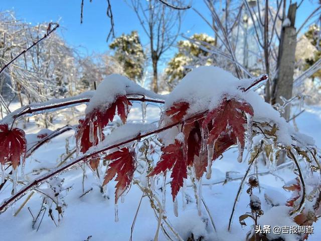 一不小心闯进了“童话王国”！长春北湖湿地公园粉妆玉砌，仿佛仙境