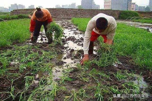 水蕹菜的两种栽培技术