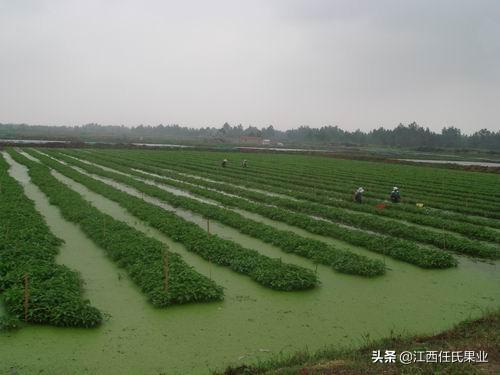 水蕹菜的两种栽培技术