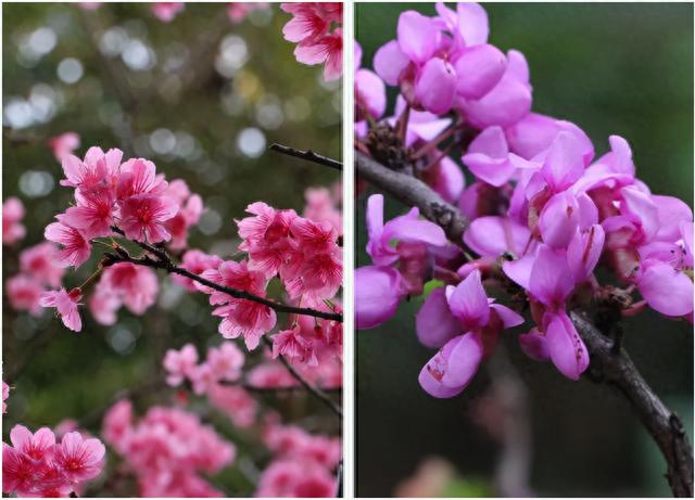 高清大图来袭！这些“最美校花”全都来自中山大学，美出新高度