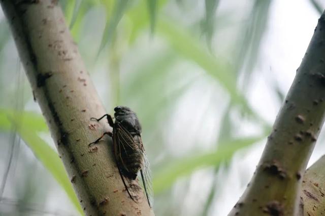 五月鸣蜩：阿咿叫，荔枝红