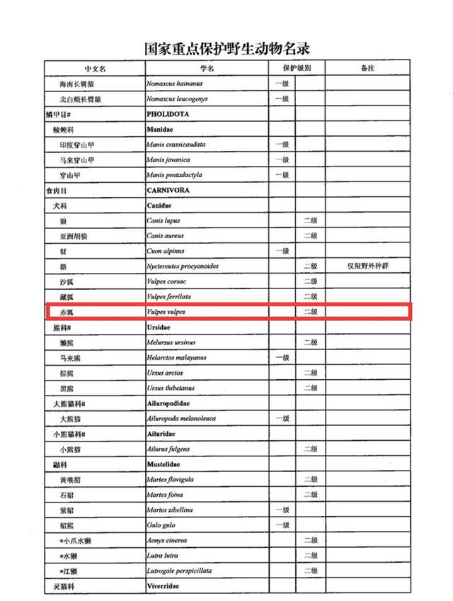 上海一小区发现白狐，为何狐狸的弃养率居高不下？弃养等同于杀生