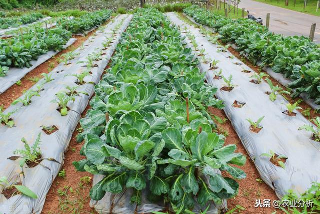 芥蓝栽培技术，种植方法既简单又方便，不妨学习一下