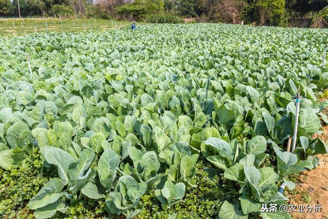 芥蓝栽培技术，种植方法既简单又方便，不妨学习一下