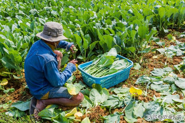 芥蓝栽培技术，种植方法既简单又方便，不妨学习一下