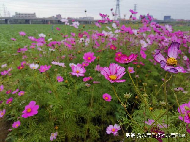 出门赏花去！东莞这些地方花开成海