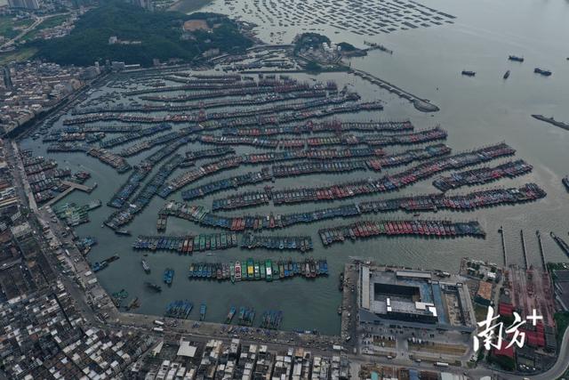 现场直击｜台风“马鞍”迫近，阳江闸坡渔港千帆回港避风雨