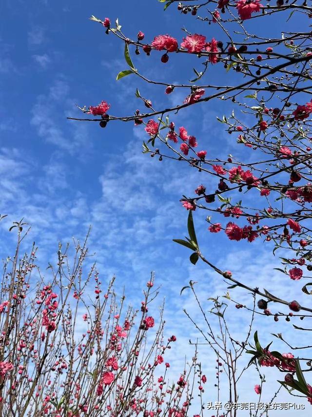 出门赏花去！东莞这些地方花开成海