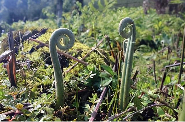 初春1种野菜，别只顾采摘嫩茎，地下根也是“宝”，挖回去有价值