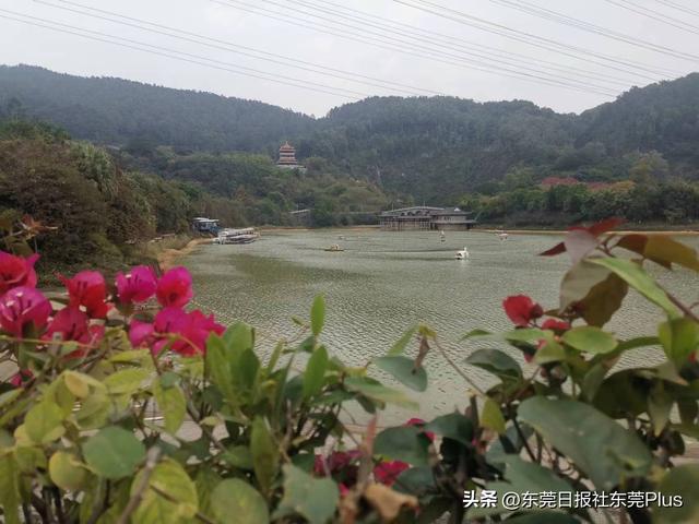 出门赏花去！东莞这些地方花开成海