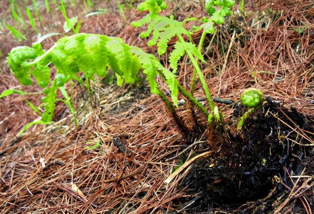 初春1种野菜，别只顾采摘嫩茎，地下根也是“宝”，挖回去有价值