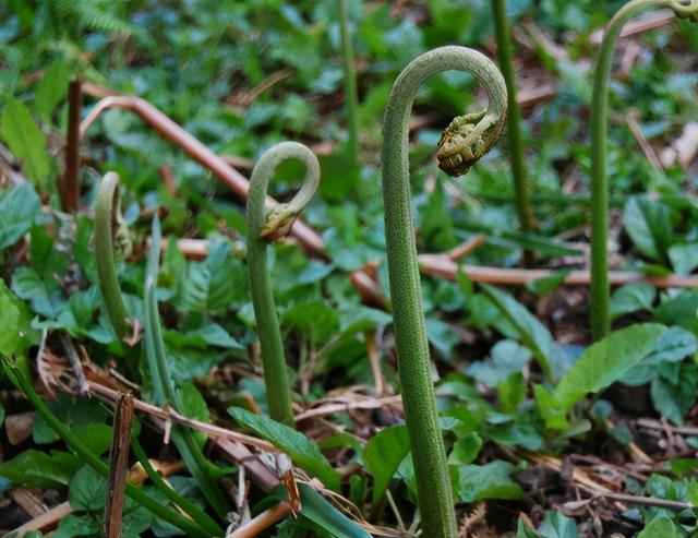 初春1种野菜，别只顾采摘嫩茎，地下根也是“宝”，挖回去有价值