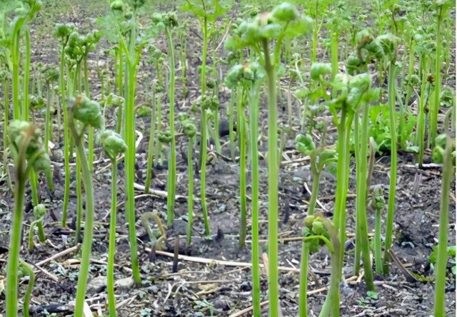 初春1种野菜，别只顾采摘嫩茎，地下根也是“宝”，挖回去有价值