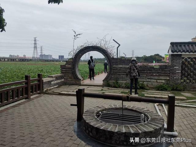 出门赏花去！东莞这些地方花开成海