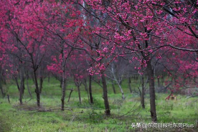 出门赏花去！东莞这些地方花开成海