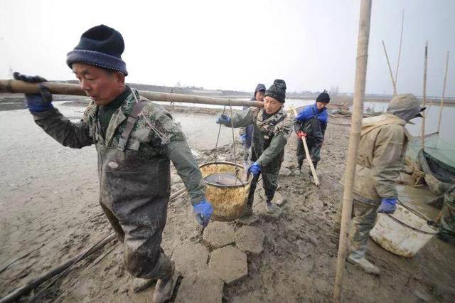 你吃过吗？每年有几十万斤鱼从这里产出，走上“芜湖餐桌”