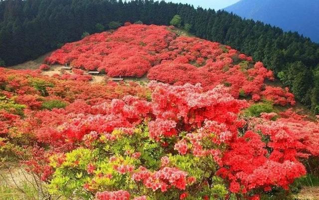 不输新西兰，四川这片原始森林透着古老和野性，中国版的中土世界