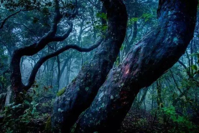 不输新西兰，四川这片原始森林透着古老和野性，中国版的中土世界