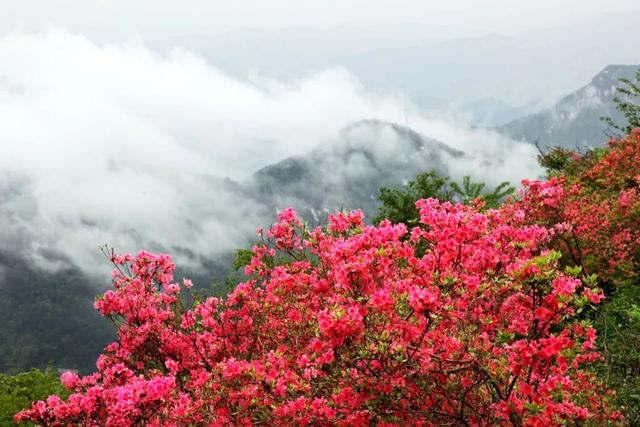 不输新西兰，四川这片原始森林透着古老和野性，中国版的中土世界