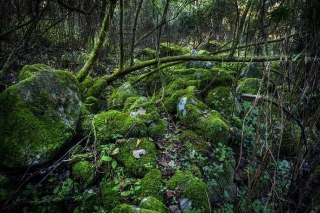 不输新西兰，四川这片原始森林透着古老和野性，中国版的中土世界