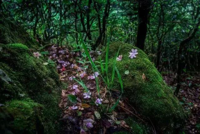 不输新西兰，四川这片原始森林透着古老和野性，中国版的中土世界