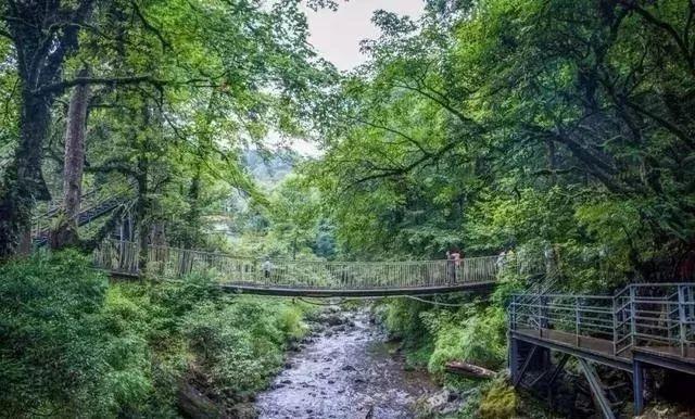 不输新西兰，四川这片原始森林透着古老和野性，中国版的中土世界