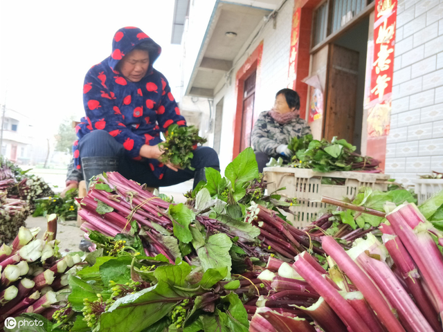 9月份，这个特色蔬菜红菜苔，农户可以种一波，风味独特又好吃