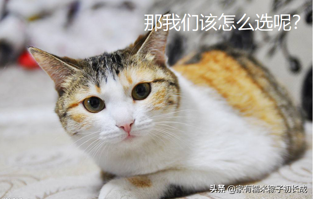 想给猫咪做猫饭——熟食还是生骨肉？