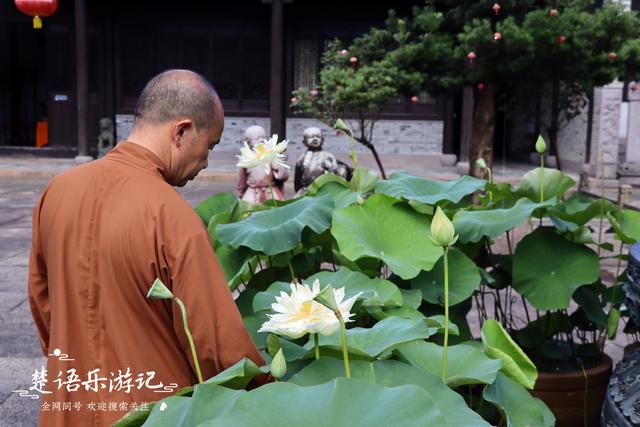 位于宁波五磊山巅的千年古寺，荷花盛开有禅境，人文悠远值得一游