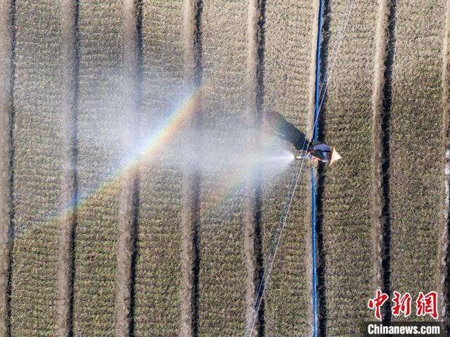 航拍中国西南部最大香葱种植基地 大地如绿色拼图