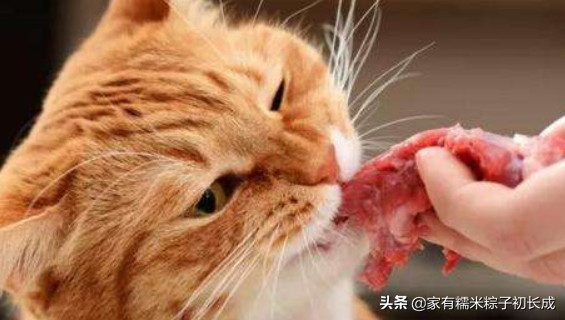 想给猫咪做猫饭——熟食还是生骨肉？