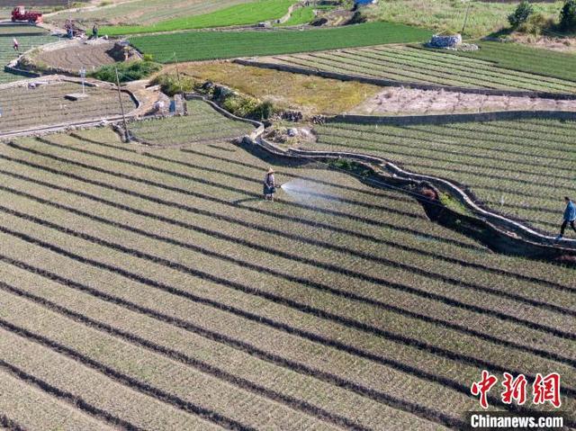 航拍中国西南部最大香葱种植基地 大地如绿色拼图