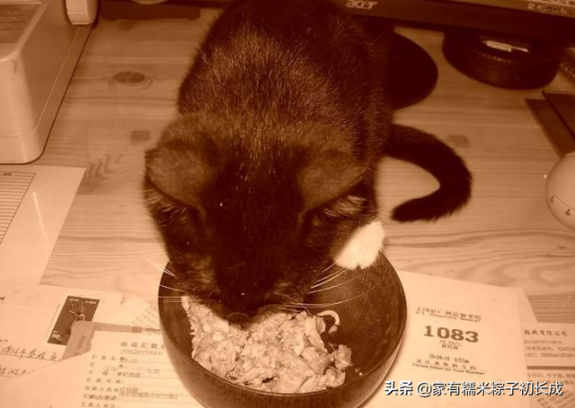 想给猫咪做猫饭——熟食还是生骨肉？