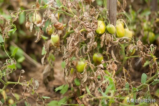 水果、蔬菜、花卉种植技巧：打造家庭园艺的新方式