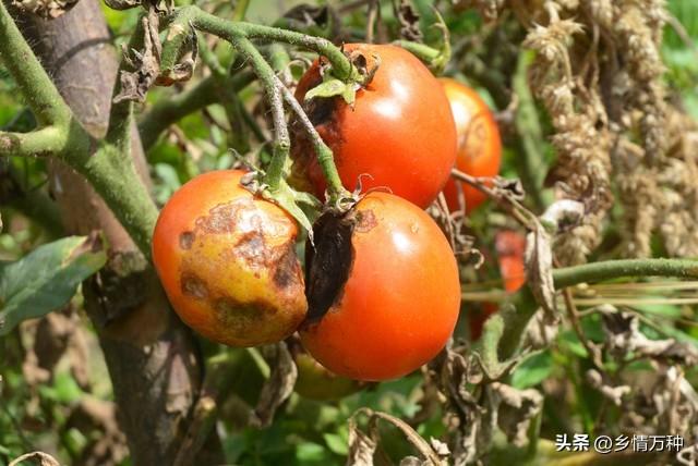 水果、蔬菜、花卉种植技巧：打造家庭园艺的新方式