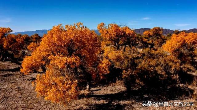 新疆木垒：秋染胡杨意更浓 一树一姿仰晴空