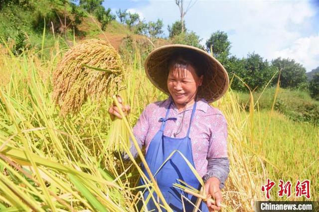 广西靖西：金秋稻谷香 村民收割忙