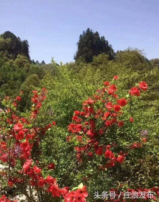 「旅游」魅力庄浪 关山大景区