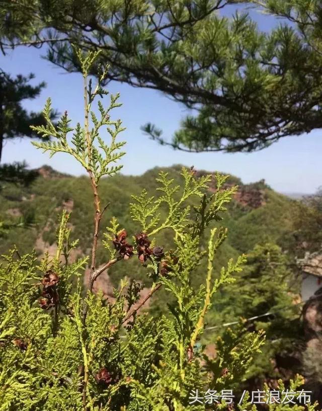 「旅游」魅力庄浪 关山大景区